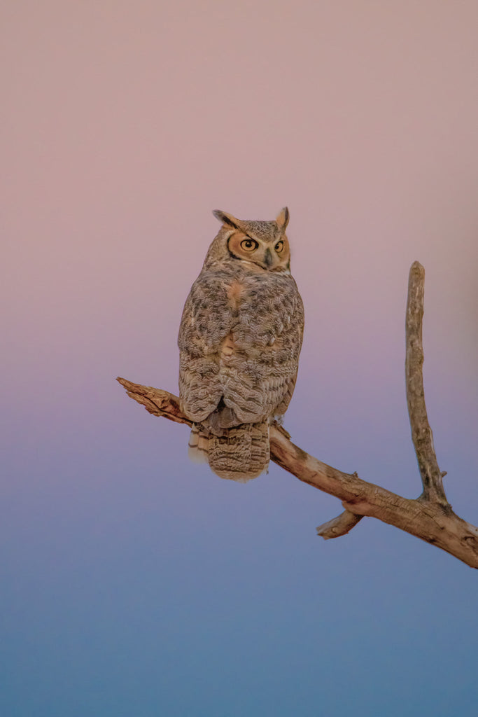 The Great Horned That Keeps Getting Away