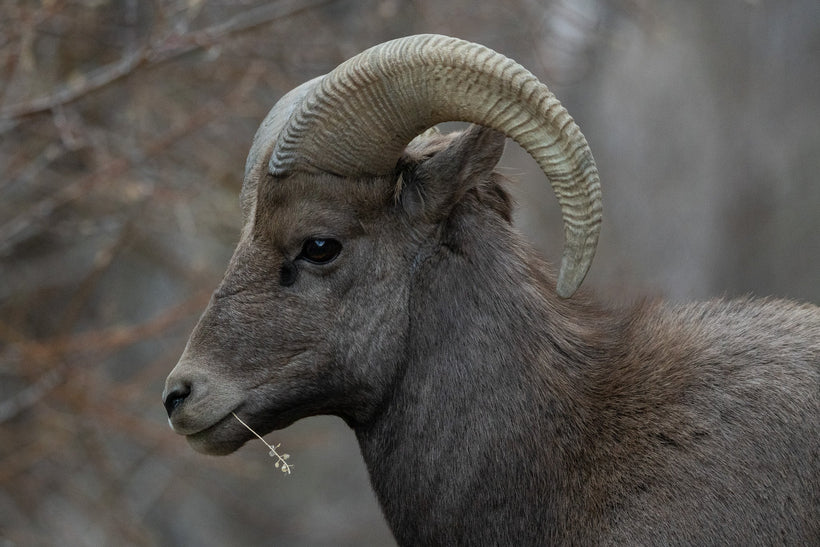 Bighorn Sheep Prints