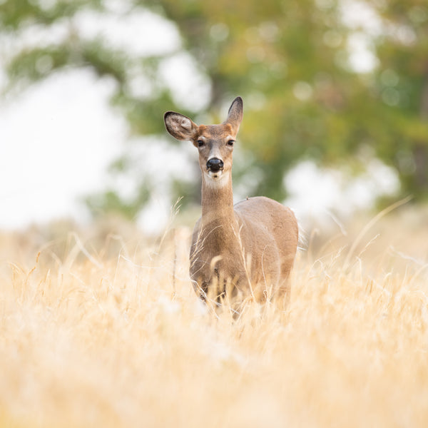 2026 Colorado Wildlife Calendar