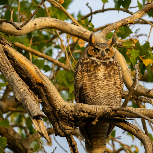 2026 Colorado Wildlife Calendar