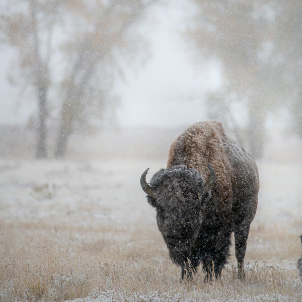 2026 Colorado Wildlife Calendar