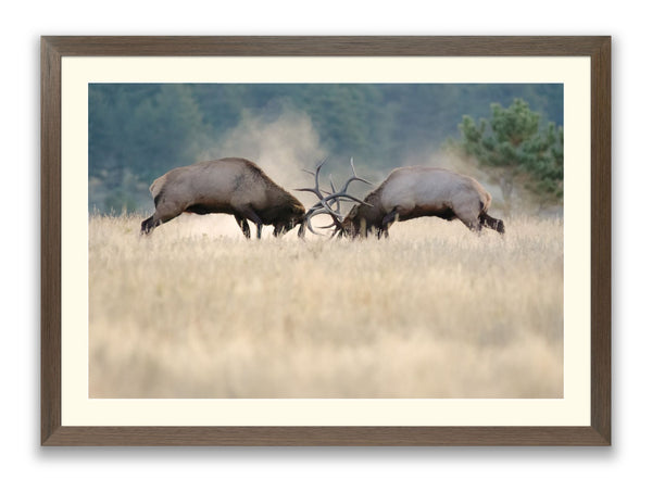 Elk Sparring