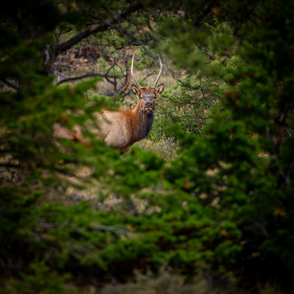 2026 Colorado Wildlife Calendar