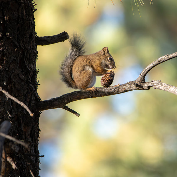 2026 Colorado Wildlife Calendar