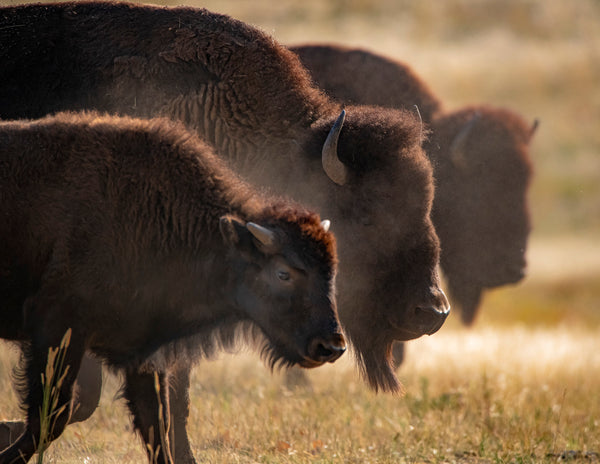 2027 Colorado Wildlife Calendar
