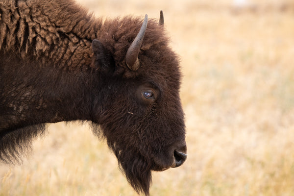 Bison