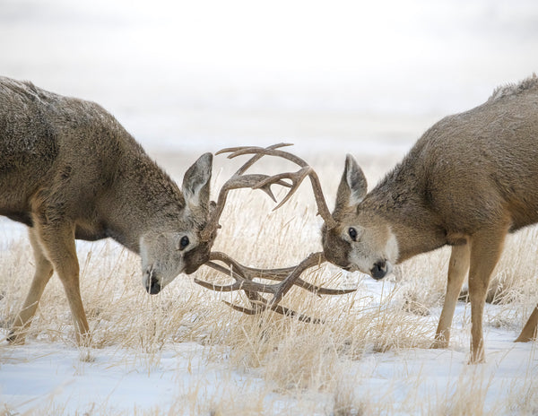 2027 Colorado Wildlife Calendar