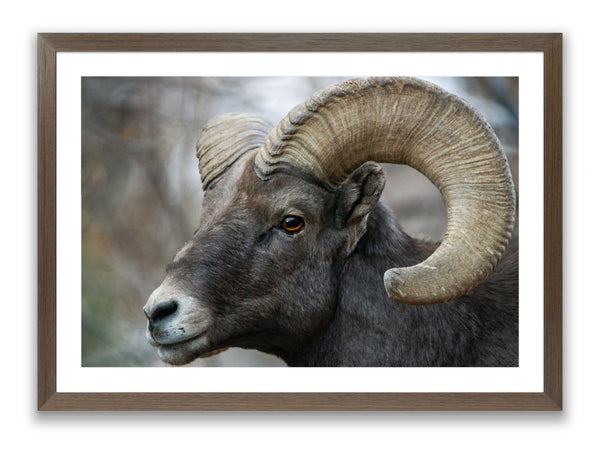 Bighorn