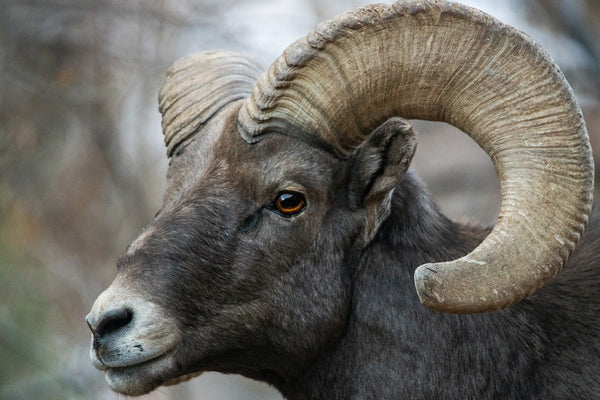 Bighorn