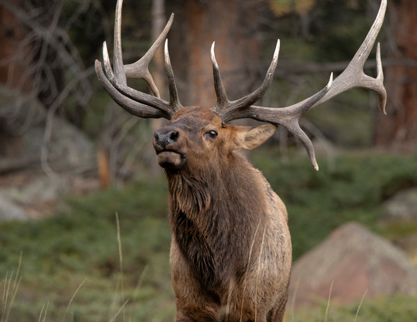 2027 Colorado Wildlife Calendar