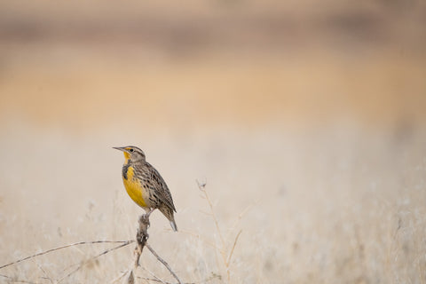 Meadowlark at Dawn