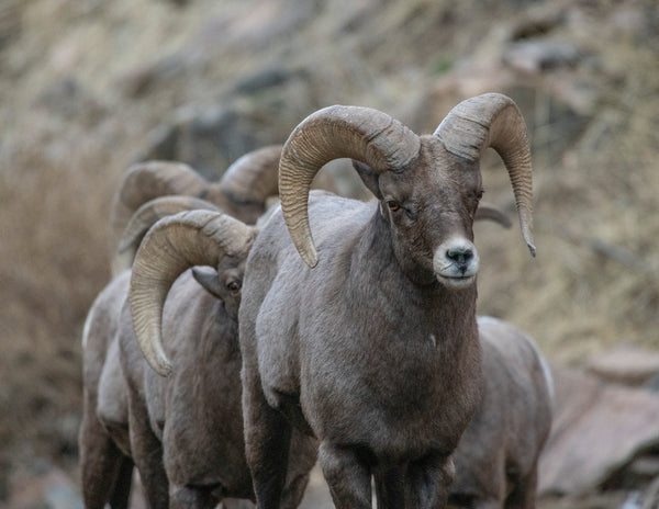2027 Colorado Wildlife Calendar