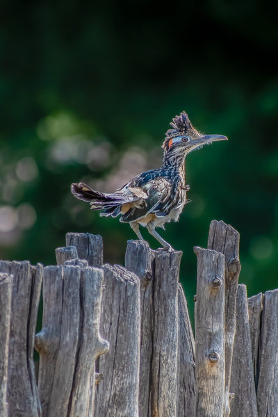 Running the Latillas