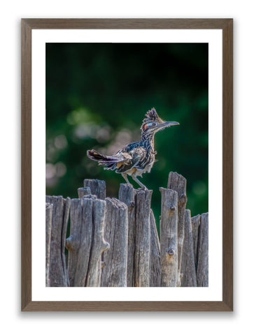 Running the Latillas