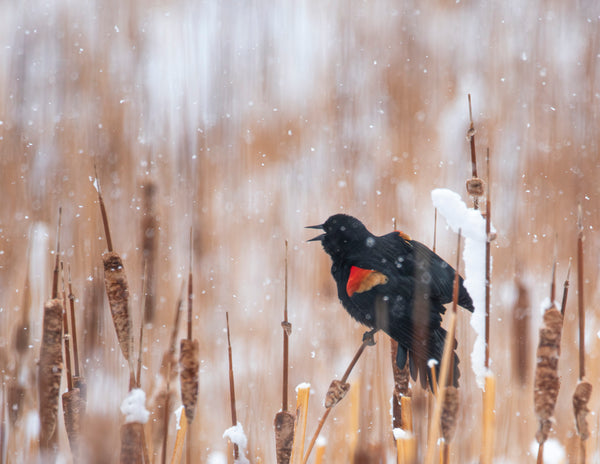 2027 Colorado Wildlife Calendar