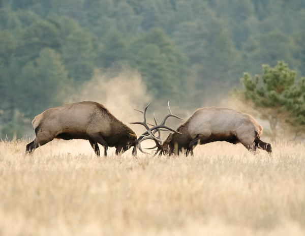2027 Colorado Wildlife Calendar