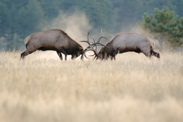 Elk Sparring