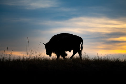 Bison at Dawn