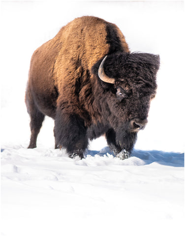 Colorado's Frozen Tundra